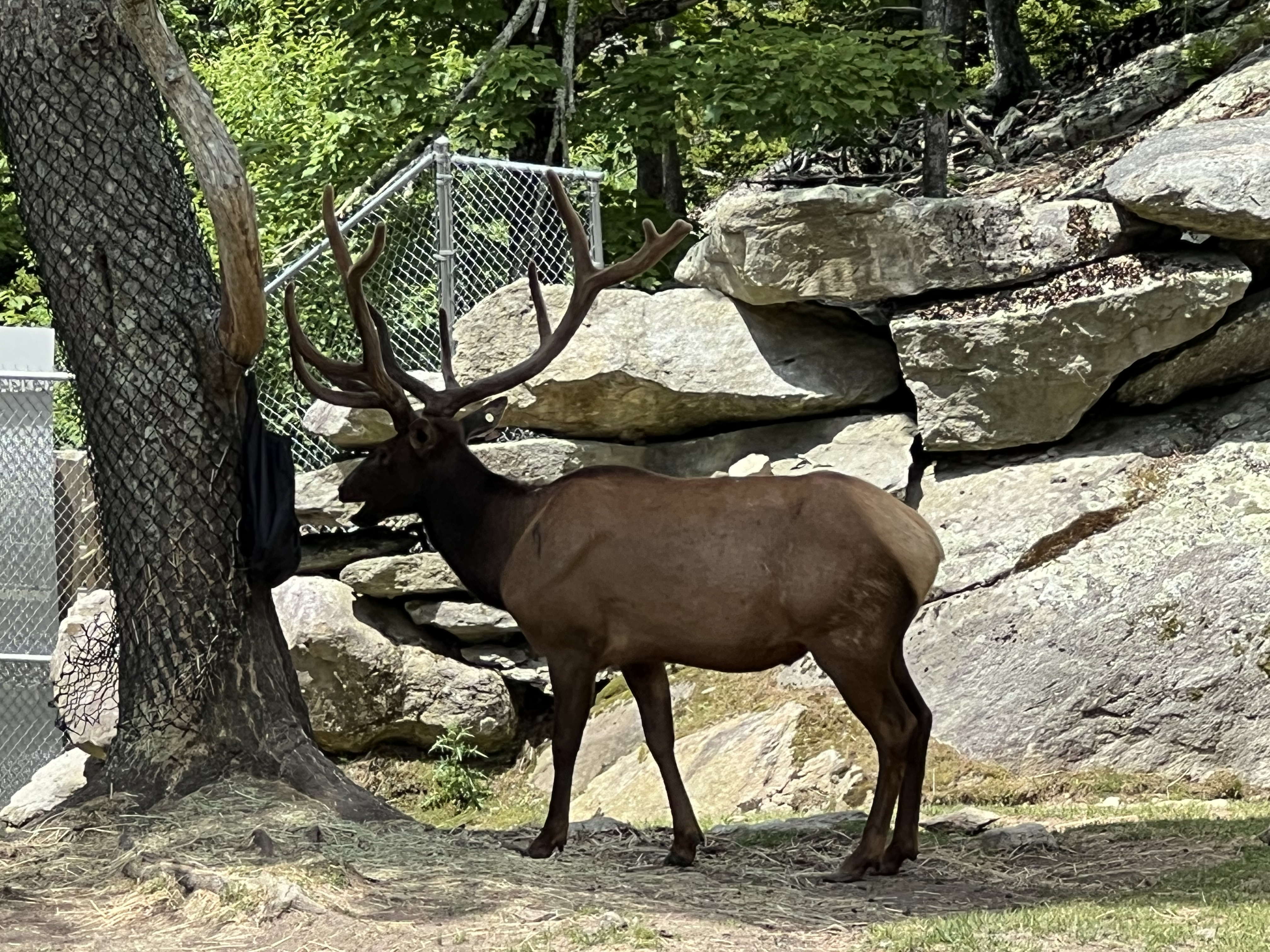 ./2024/08 - Banner Elk/Grandfather Mountain/IMG_1998.jpg